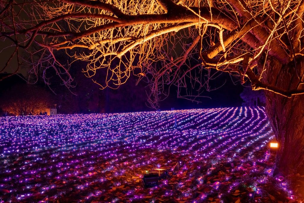 Christmas Garden Berlin 2019 | Field of Lights ©Christmas Garden/Michael Clemens Christmas Garden Berlin 2019 | Field of Lights ©Christmas Garden/Michael Clemens