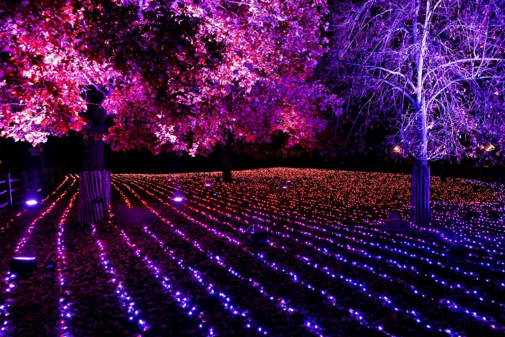 Christmas Garden Hannover 2021 | Field of Lights ©Christmas Garden/Jörg Kyas Christmas Garden Hannover 2021 | Field of Lights ©Christmas Garden/Jörg Kyas