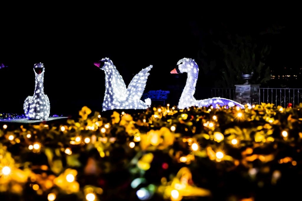 christmas-garden-insel-mainau-2021-schwanensee