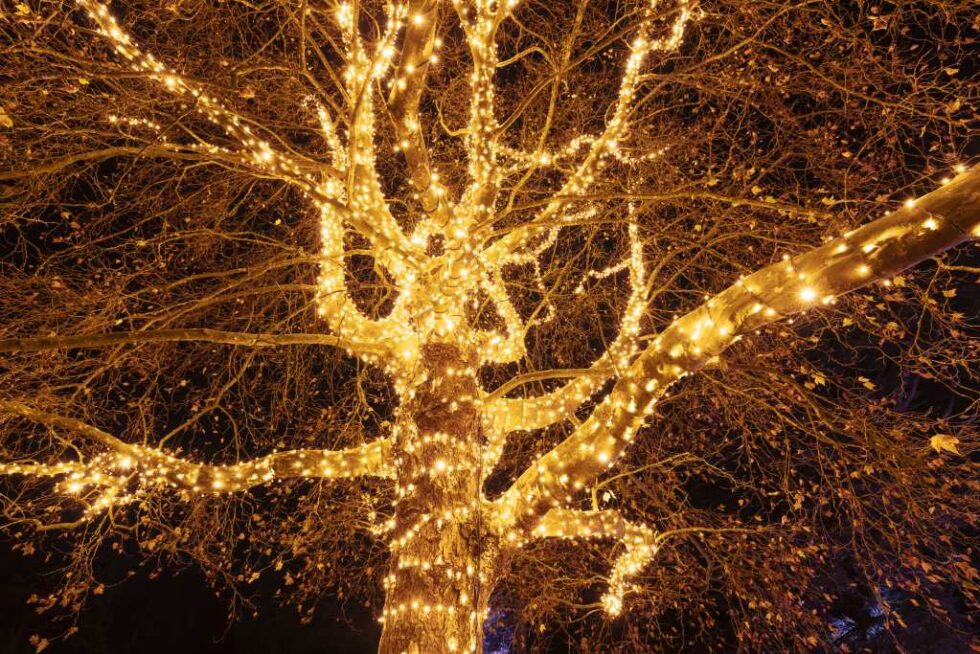 Christmas Garden Berlin Offizielle Seite