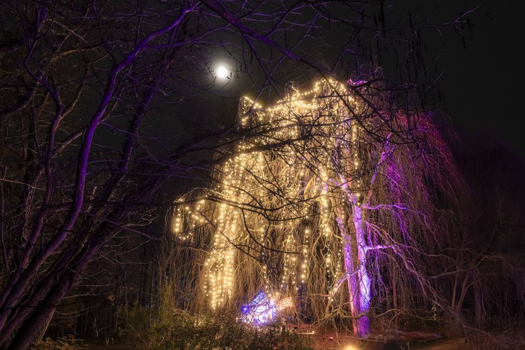 Ein beleuchteter Baum mit Lichterketten bildet die Form eines großen Tieres in einem dunklen Wald. Der helle Mond ist am Nachthimmel sichtbar.