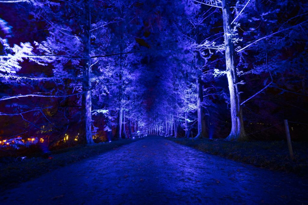 christmas-garden-mainau-2022-baumallee