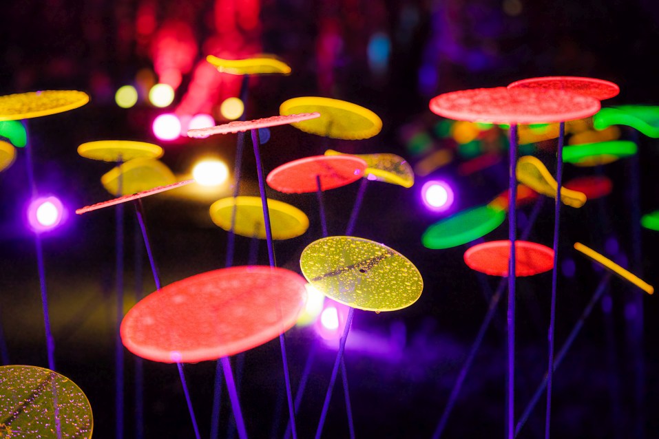 Bunte, kreisförmige Lichter auf dünnen Stielen leuchten in Rot, Gelb und Grün vor einem dunklen Hintergrund mit violetten Lichtern.