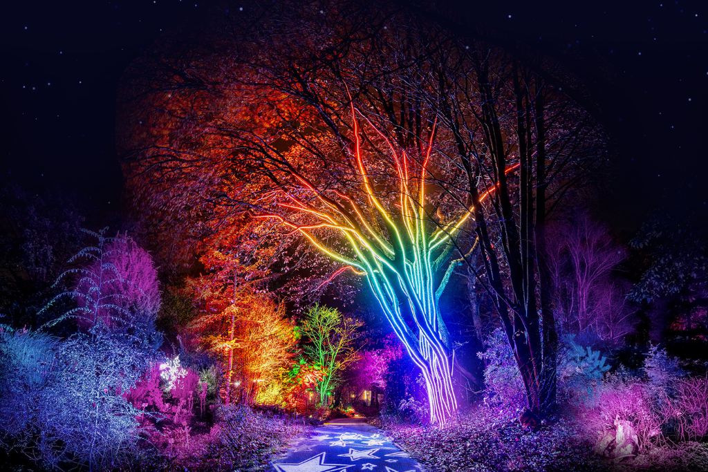 Große Bäume sind nachts von bunten Lichtern beleuchtet. Ein Weg führt unter den Bäumen entlang. Am Himmel sind Sterne zu sehen.