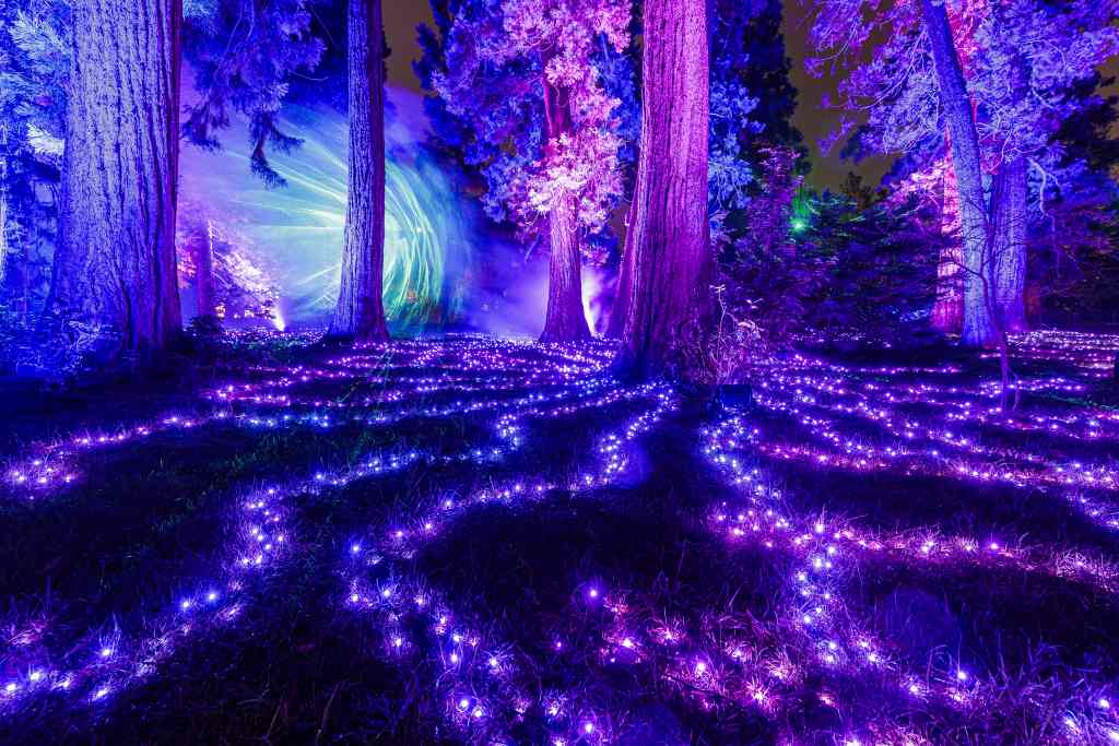 Ein nächtlicher Wald mit hohen Bäumen. Auf dem Boden verlaufen wellenförmig angeordnete LED-Lichter in Violett. Die Lichter erhellen die Umgebung.