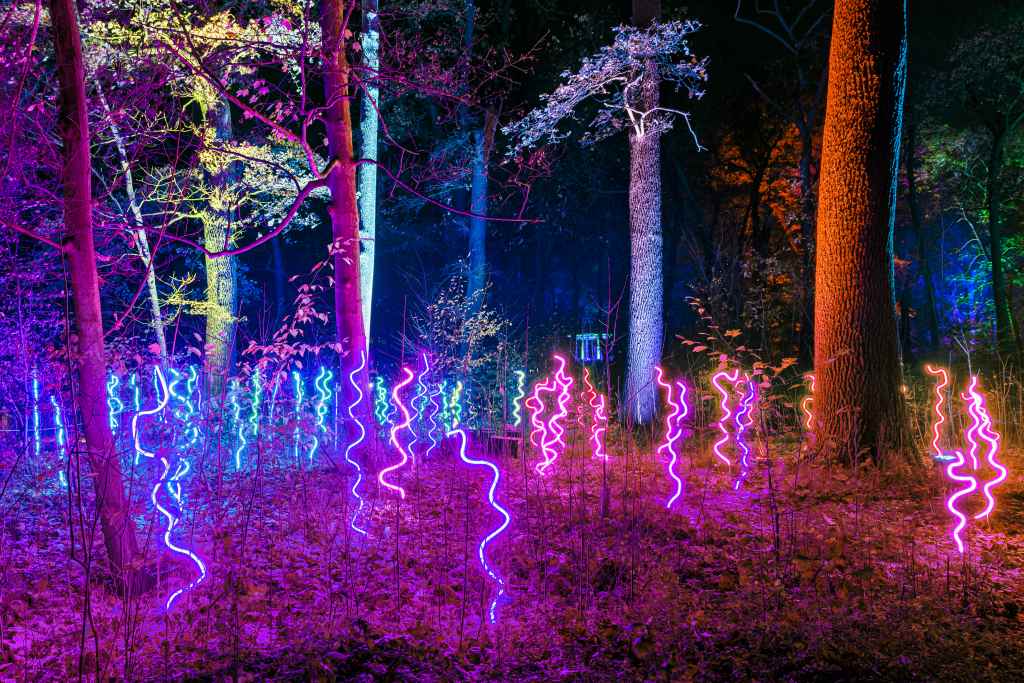 Neonpinken und blaue Lichtspuren ziehen sich bei Nacht über den Waldboden. Die Lichter beleuchten Bäume und Pflanzen in kräftigen Farben. Neon pink and blue trails of light stretch across the forest floor at night. The lights illuminate trees and plants in vibrant colors.