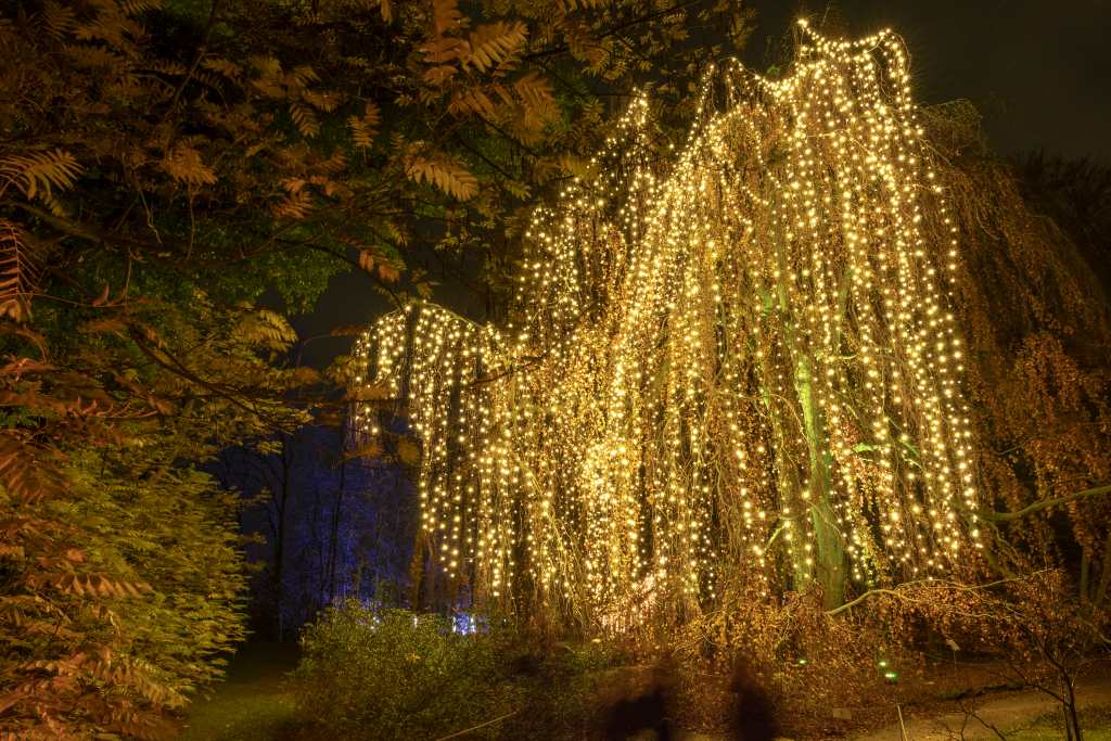 Ein großer Baum mit herabhängenden Ästen ist nachts mit vielen kleinen gelben Lichtern geschmückt.