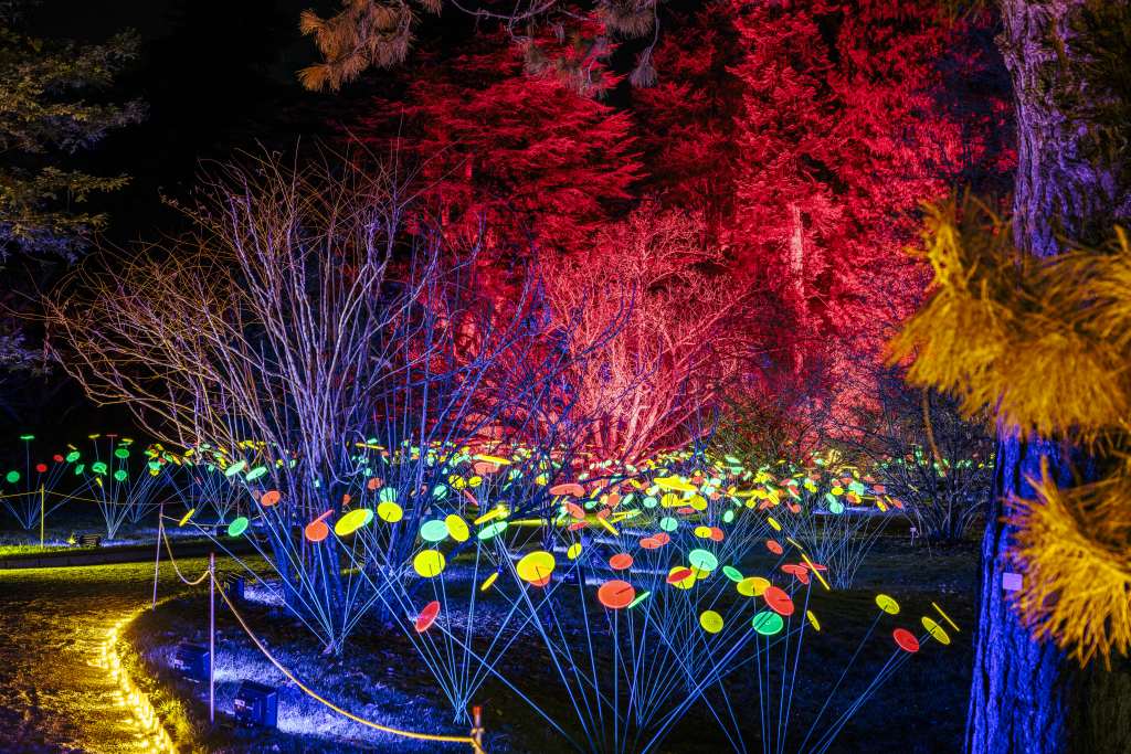 Bright lights on poles stand among the trees and bushes at night. Red and blue lights can be seen in the background.